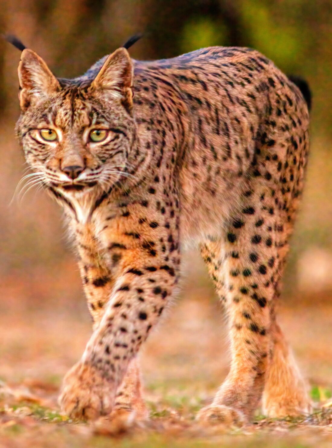 Lince ibérico caminando con luz del atardecer